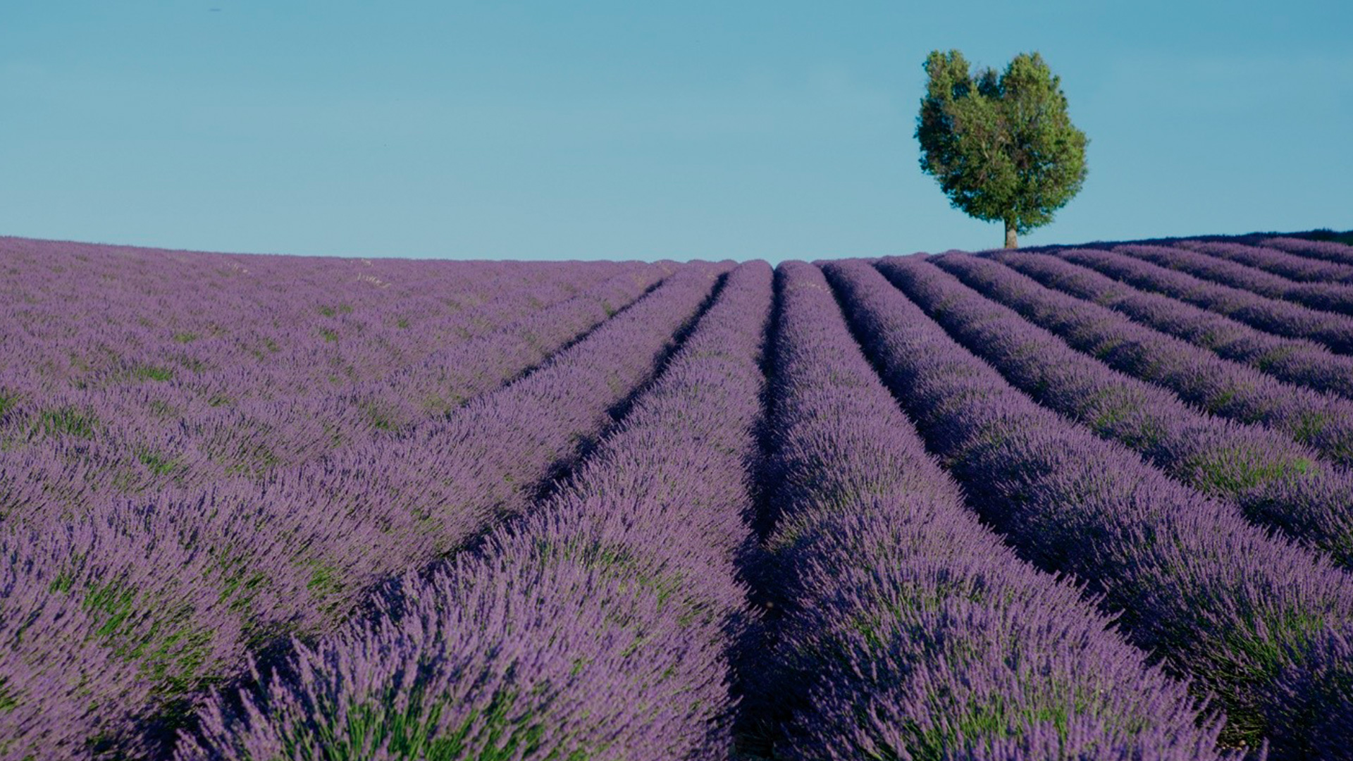 PROVENCE-