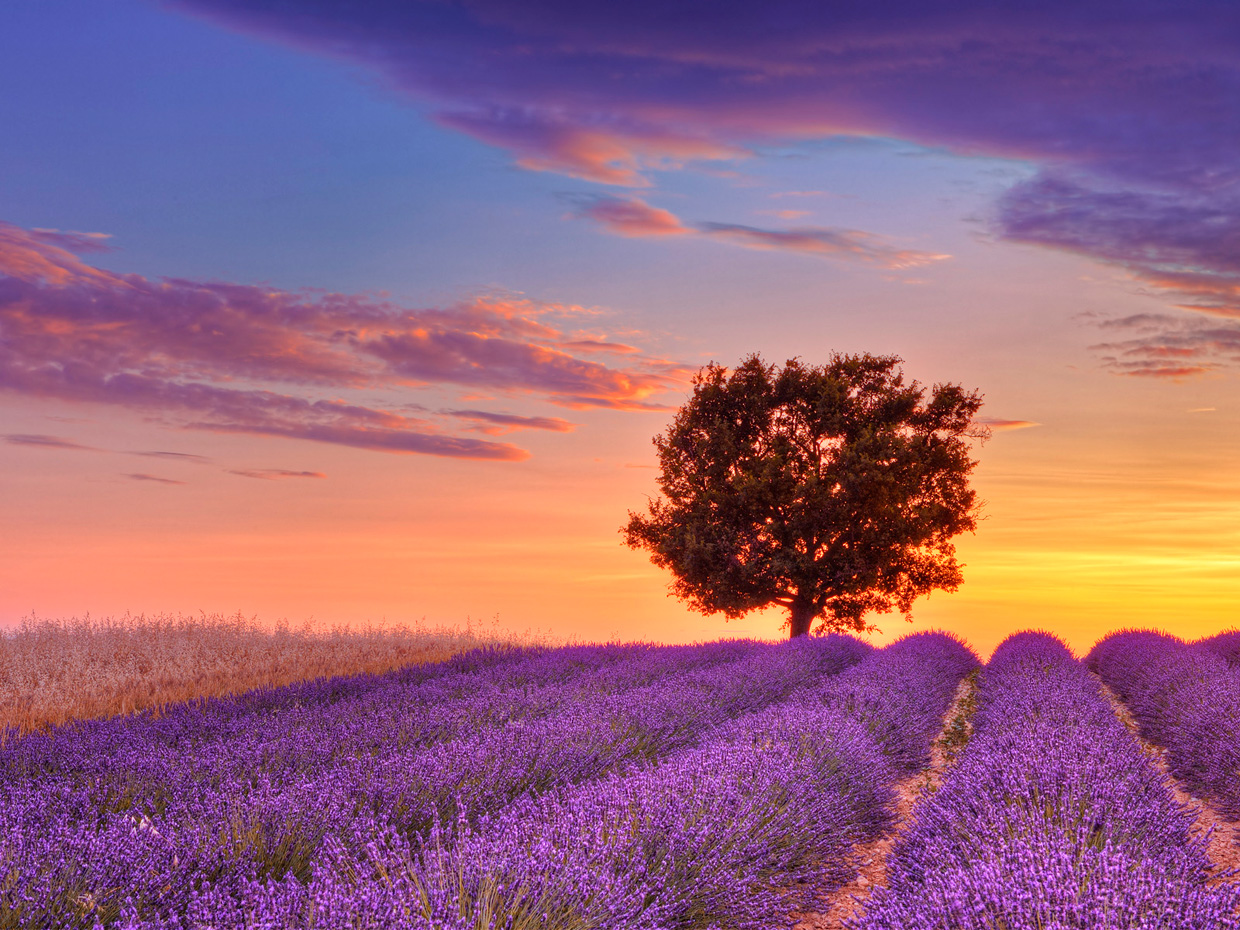 lavender-fields-provence-south-of-france